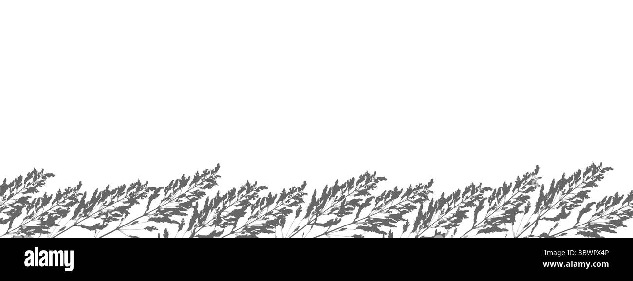Confine con le erbe da prato di cereali. Meadow bluegrass. Silhouette scure di ramoscelli stampati su sfondo bianco. Illustrazione vettoriale Illustrazione Vettoriale