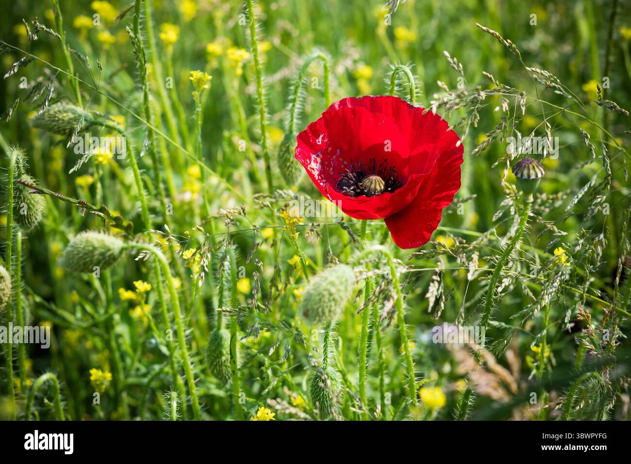 Papavero rosso brillante nel verde rigoglioso del sottobosco Foto Stock