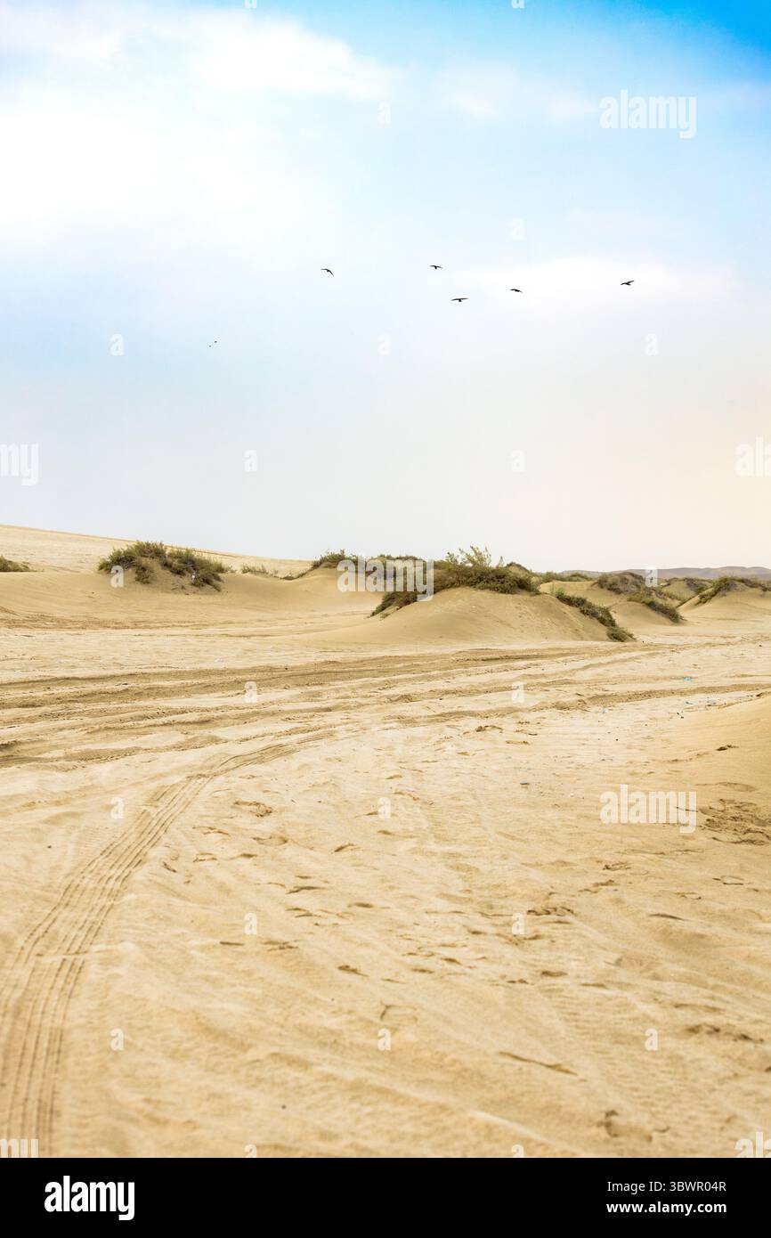 Paesaggio desertico con arbusti colorati del deserto e piccole piante desertiche durante la stagione delle piogge in Qatar Foto Stock