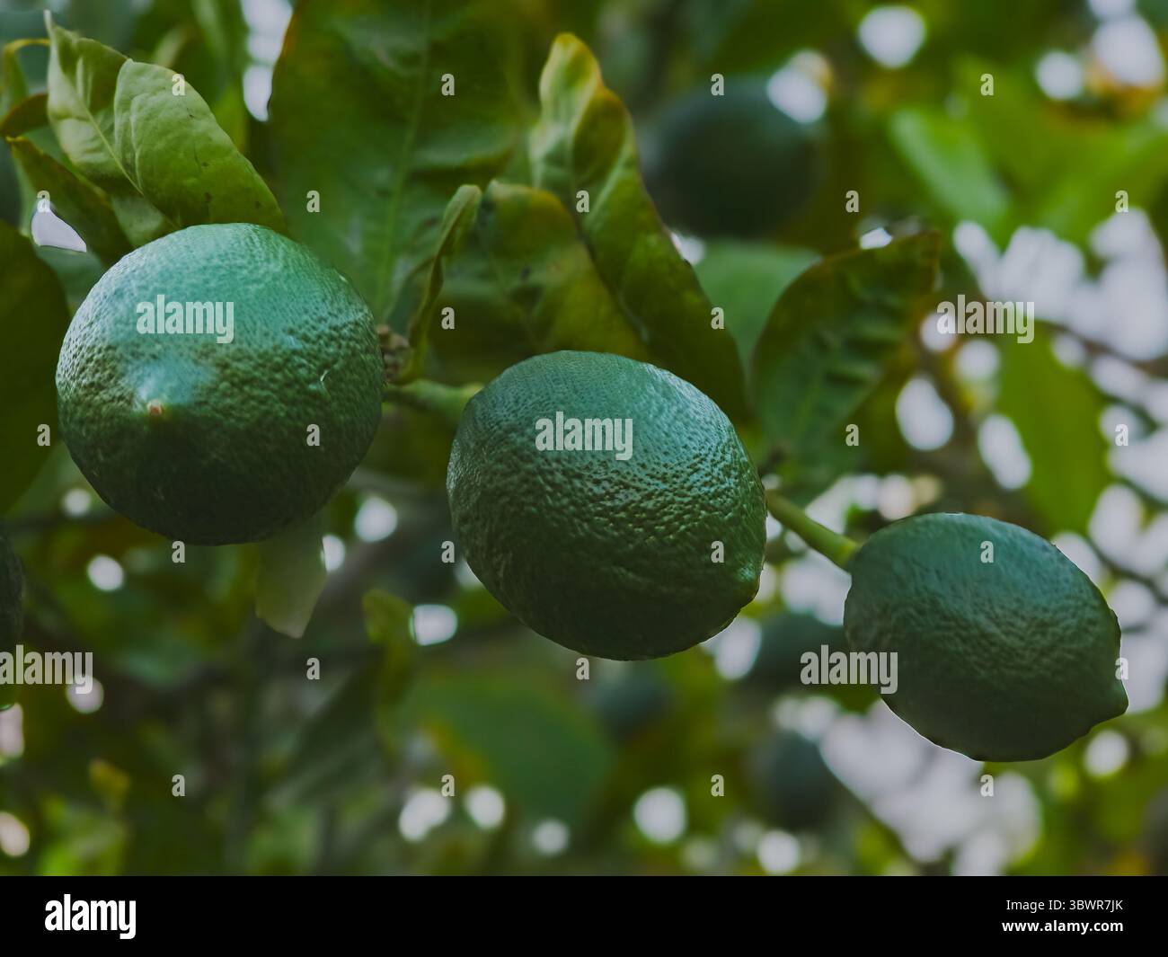 Limes verdi (AGRUMI AURANTIIFOLIA) che crescono su un ramo d'albero alla luce del sole Foto Stock