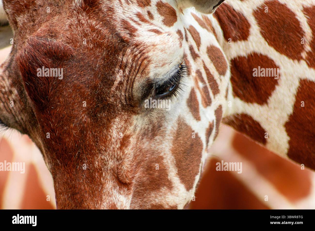L'occhio e la pelliccia della giraffa vengono catturati in primo piano, evidenziando i motivi e le texture uniche del suo cappotto Foto Stock