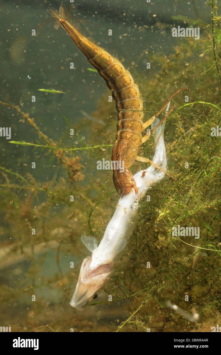 Dytiscus (Dytiscus dimidiatus) dalle corna spesse, larva che preda un giovane pesce bianco, Germania Foto Stock