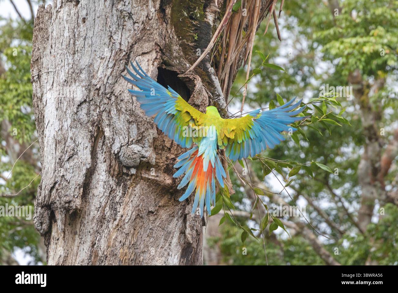 L'ara di Buffon, l'ara militare grande, l'ara verde grande, l'ara verde (Ara ambiguus, Ara ambigua), che si avvicina al nido in un tronco d'albero, Costa Rica, Alajue Foto Stock