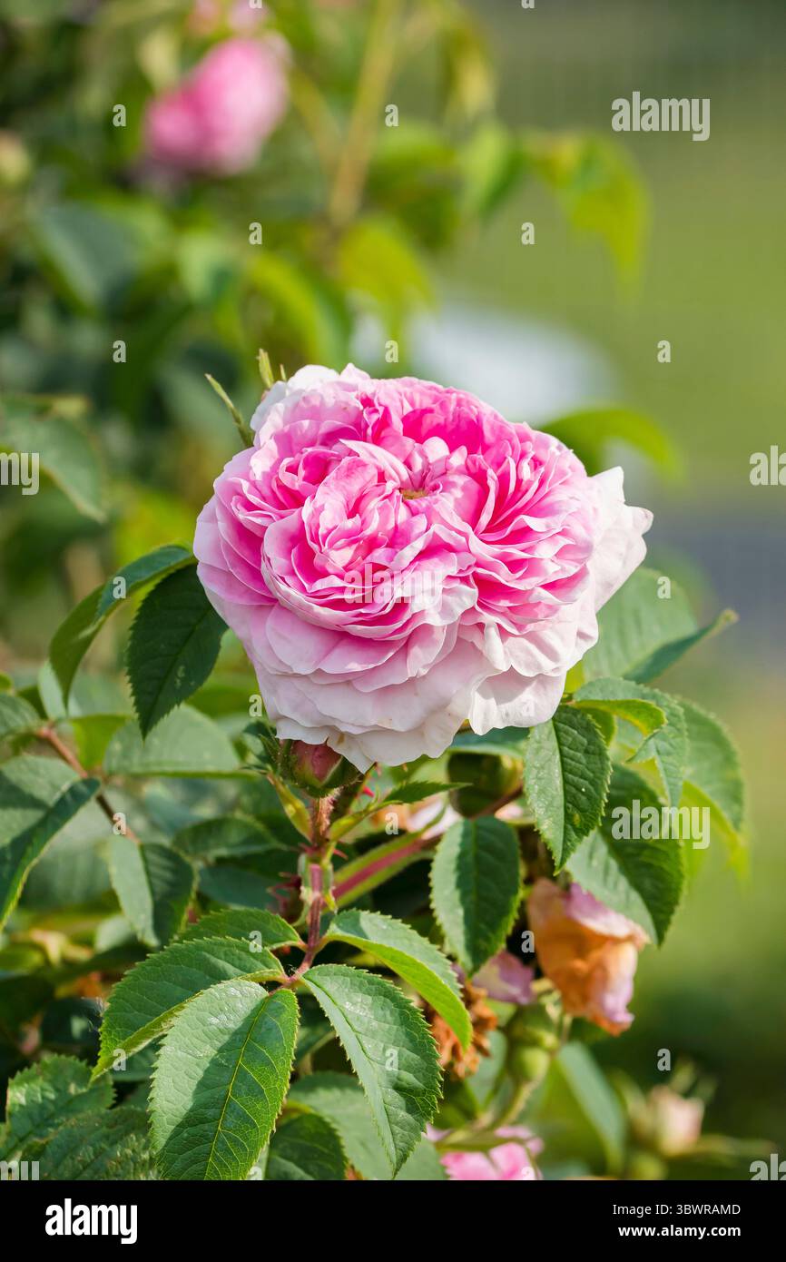 Regina di Danimarca Rosa (Rosa 'Koenigin von Daenemark, Rosa Koenigin von Daenemark, Rosa Dronningen af Danmark), fiore della cultivar Koenigin von Daenema Foto Stock