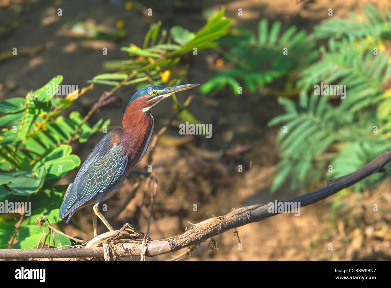 Heron con sponde verdi, Heron con sponde verdi (Butorides spinosa), si trova su una diramazione di Rio Tarcoles, Costa Rica, Puntarenas, Tarcoles Foto Stock