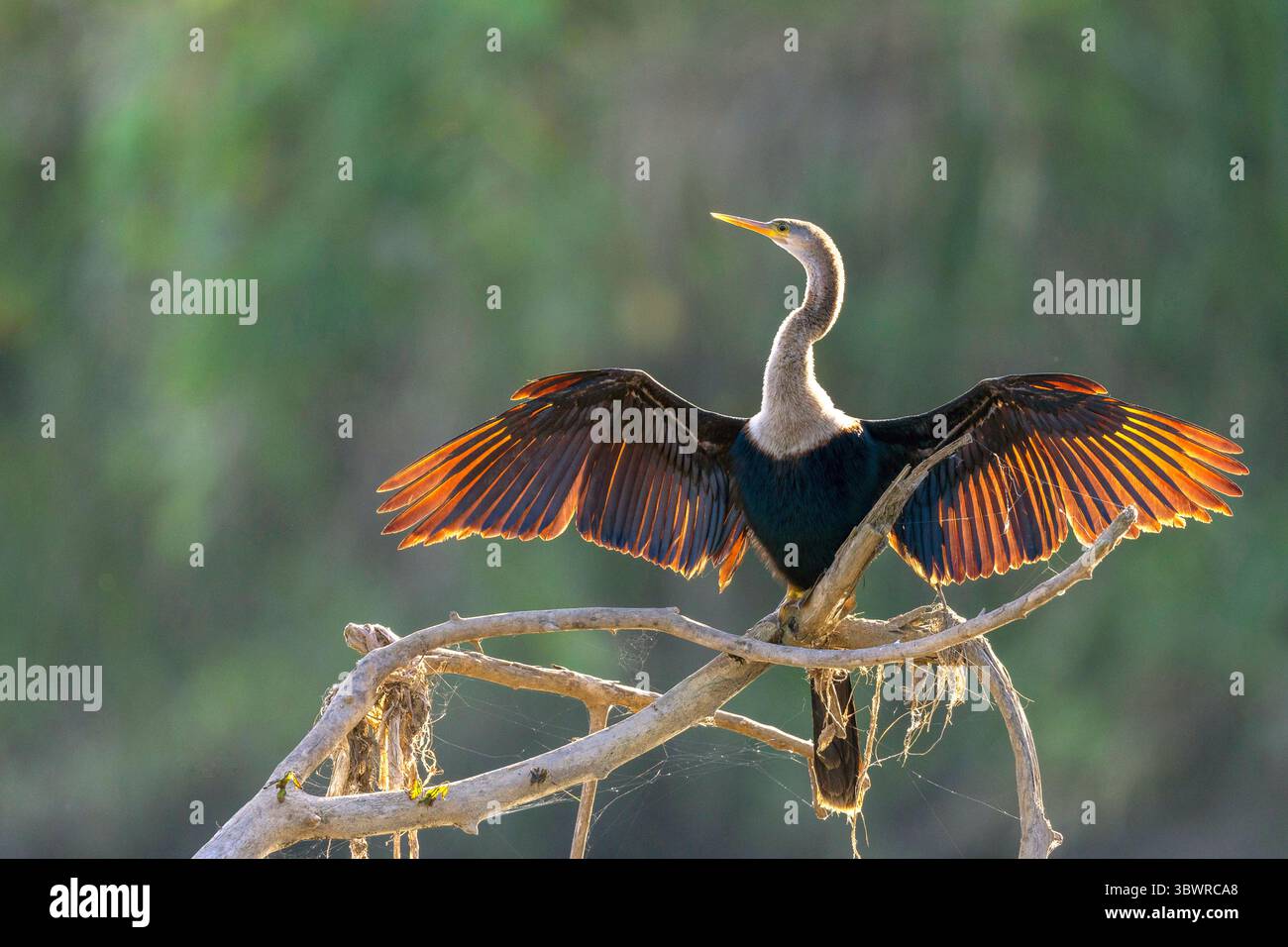 Anhinga, Snakebird, darter, American darter, Water turkey (Anhinga anhinga), arroccato con ali spalmate su un ramo del fiume, Costa Rica, Puntaren Foto Stock