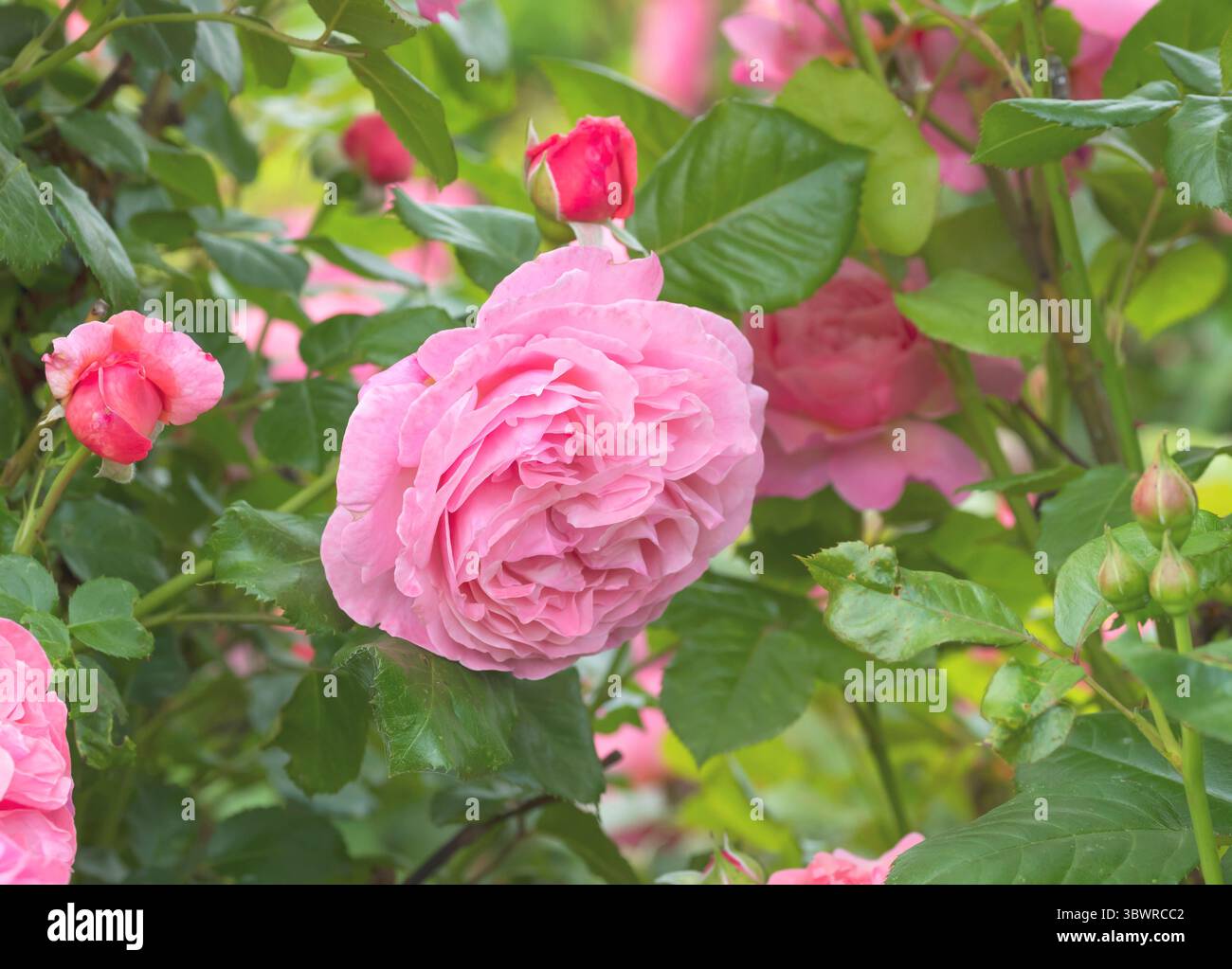 Rosa ornamentale (Rosa 'Koelner Flora', Rosa Koelner Flora), fiori di cultivae Koelner Flora, Colognes Flora Foto Stock