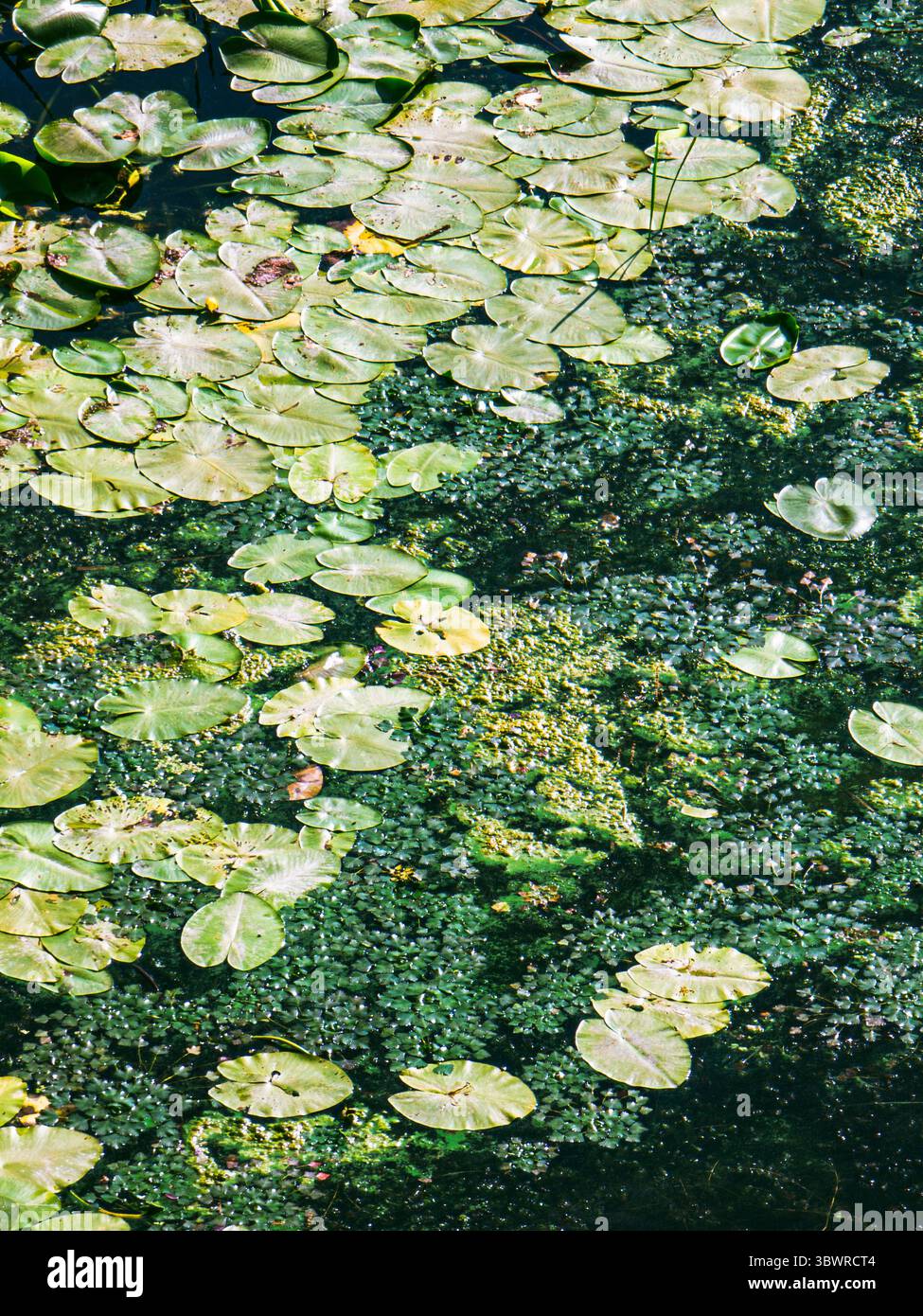 Foglie di erba anatra verde e ninfee che creano motivi astratti sulla superficie di un laghetto inquinato durante l'estate Foto Stock