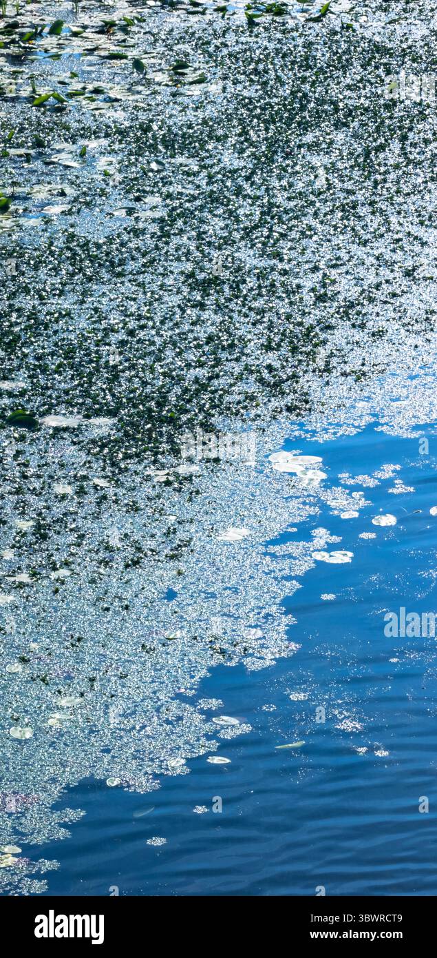 Luce solare che si riflette sulle alghe d'anatra e su altri organismi acquatici creando motivi astratti sulla superficie dell'acqua inquinata Foto Stock