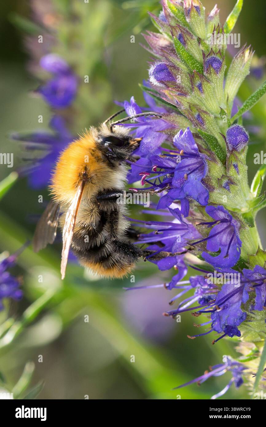 Ape cardine, ape cardine comune (Bombus pascuorum, Bombus agrorum, Megabombus pascuorum), femmina, presenza di fiori all'hyssop, Hyssopus officinalis, GE Foto Stock