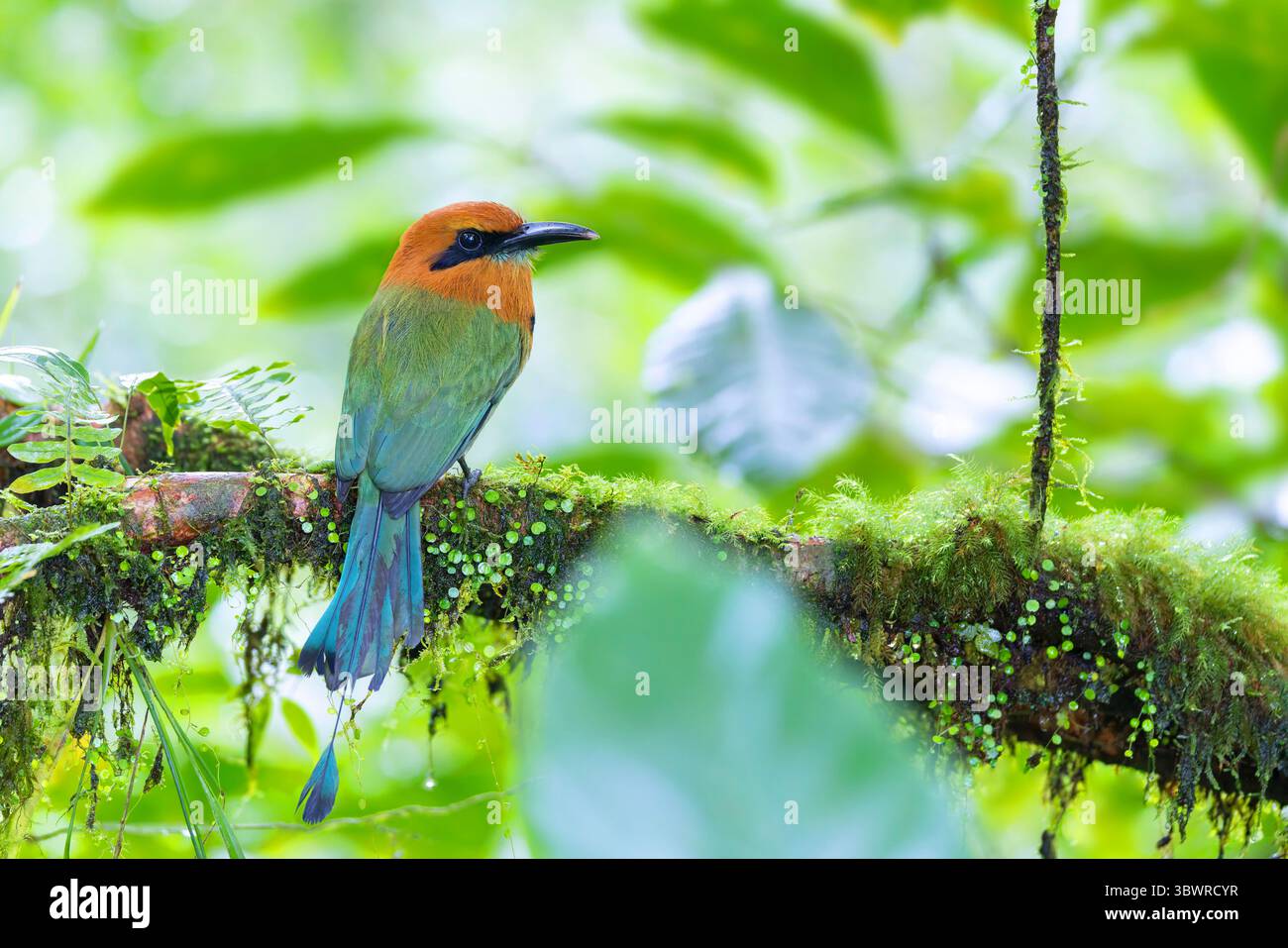 motmot (Electron platyrhynchum), seduto su una filiale nella foresta pluviale, Costa Rica, Alajuela, Bijagua Foto Stock