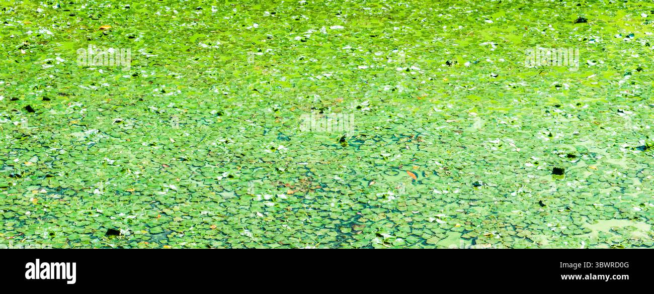 Le alghe verdi e altri organismi acquatici coprono una superficie idrica, creando un modello astratto naturale, che indica un potenziale inquinamento idrico Foto Stock