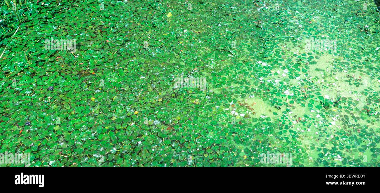 In estate, l'erba d'anatra verde e altri organismi acquatici stanno creando motivi astratti sulla superficie dell'acqua inquinata Foto Stock