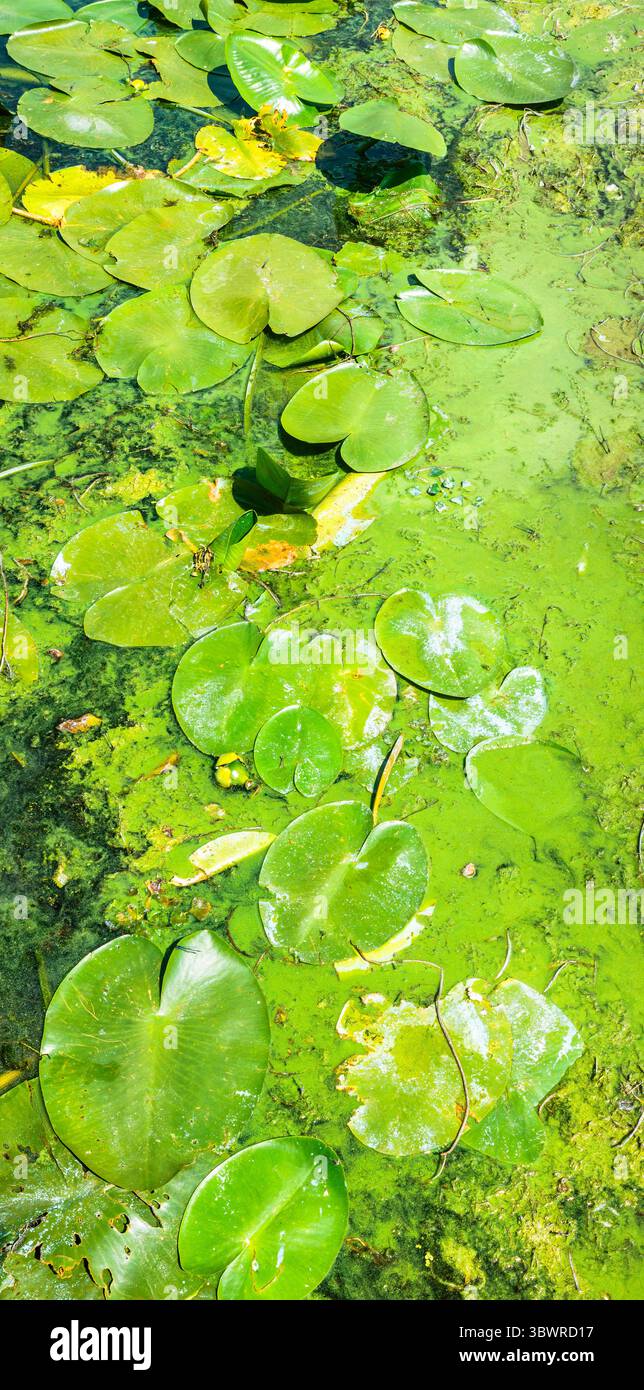 Le alghe d'anatra e altri organismi acquatici stanno creando modelli astratti nell'acqua inquinata di uno stagno durante l'estate Foto Stock