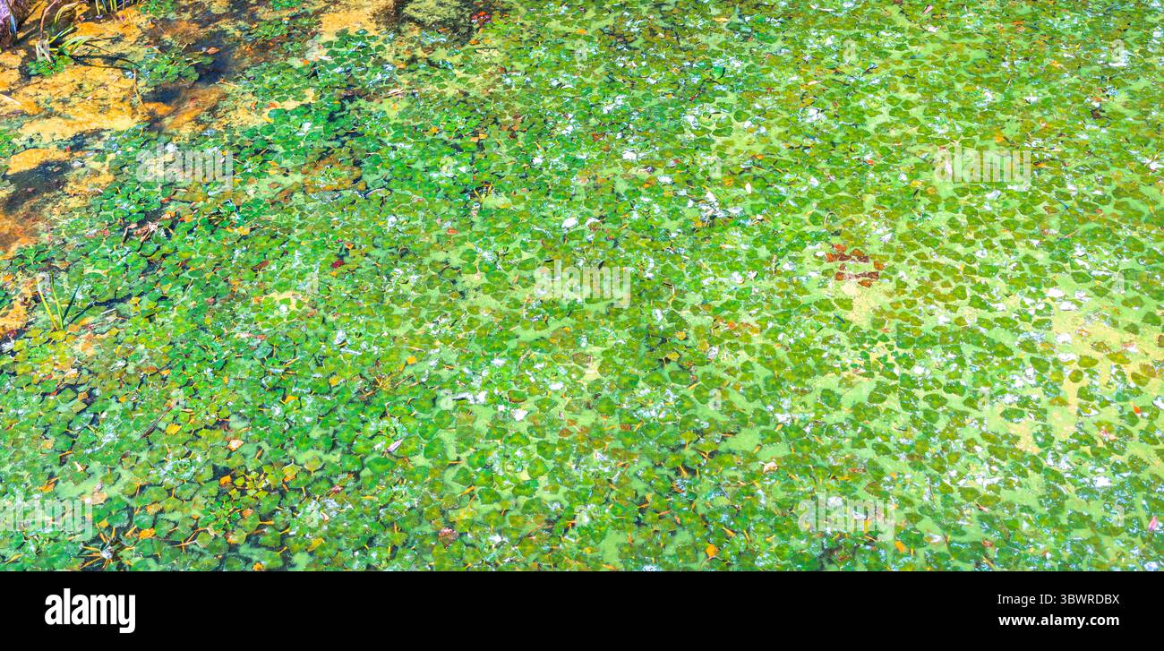 In estate, l'erba d'anatra verde e altri organismi acquatici stanno creando motivi astratti su una superficie d'acqua inquinata Foto Stock