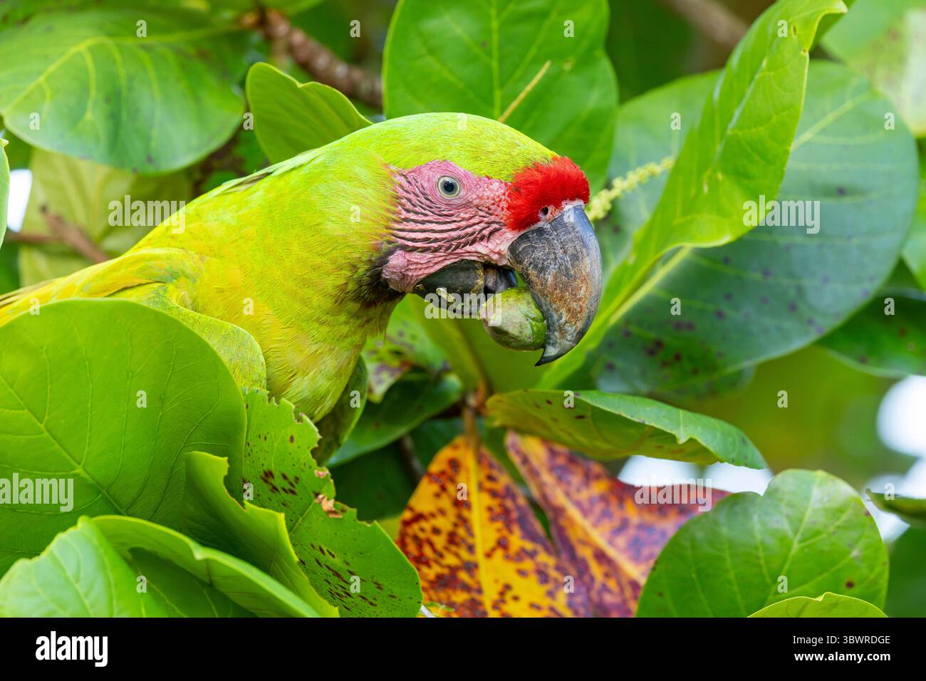 L'ara di Buffon, la grande Macao militare, la grande Macao verde, l'Macao verde (Ara ambiguus, Ara ambigua), si trova su una mandorla di campagna, ritratto, Costa Rica, TORT Foto Stock