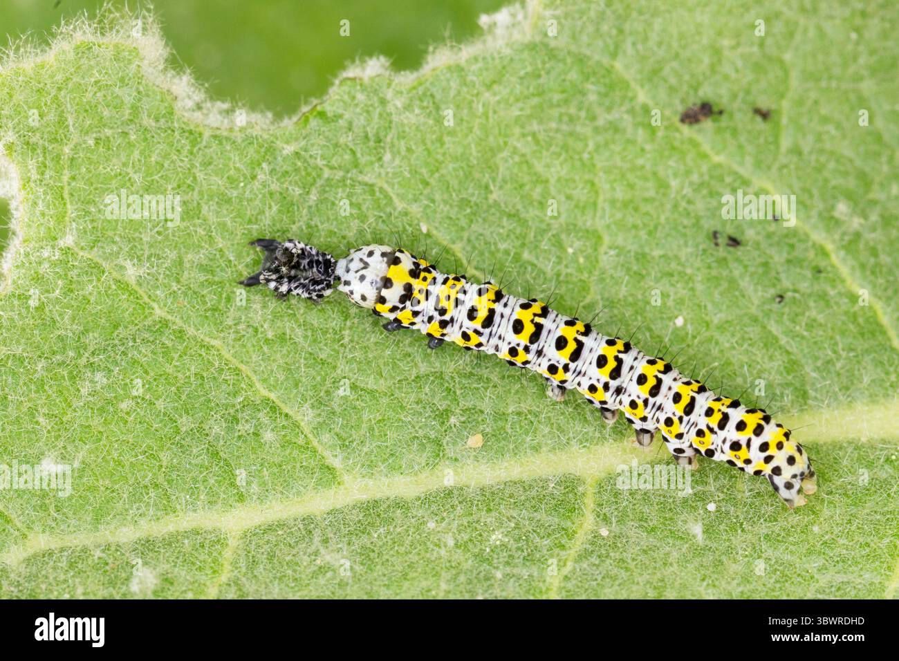 Falena mulleina, mulleina caterpillar (Cucullia verbasci, Shargacucullia verbasci), bruco sulla mulleina che mangia la pelle larvale striata, Germania Foto Stock