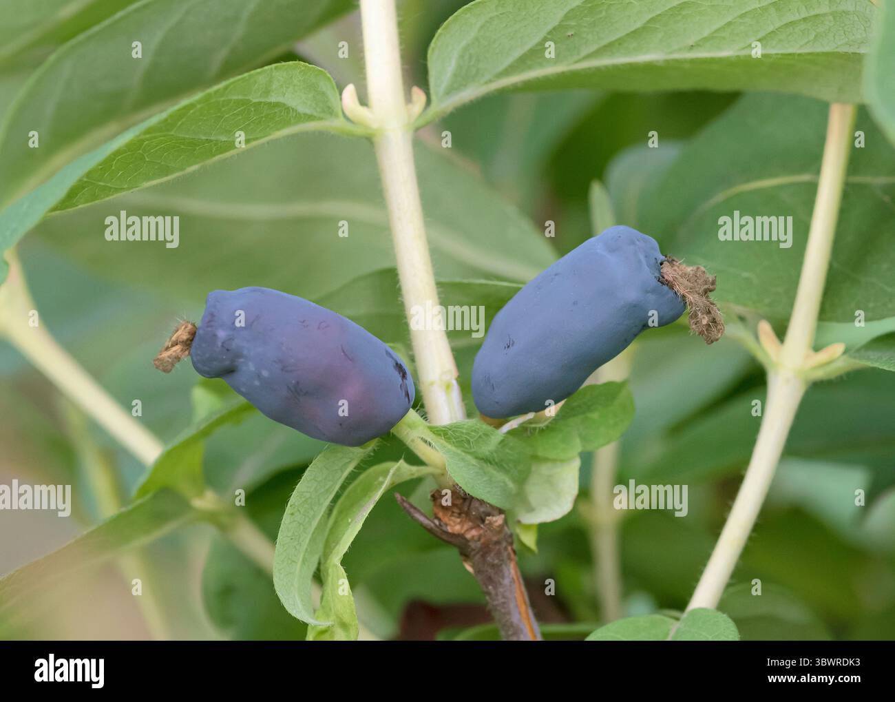 Caprifoglio blu, caprifoglio blu, caprifoglio dolce (Lonicera caerulea 'Gordost Bakczara', Lonicera caerulea Gordost Bakczara), frui Foto Stock