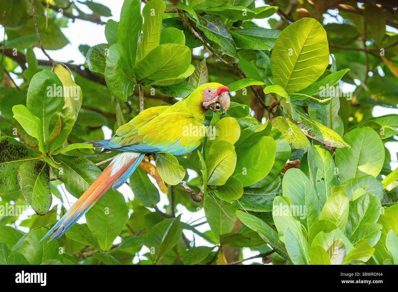 L'ara di Buffon, l'ara militare grande, l'ara verde grande, l'ara verde (Ara ambiguus, Ara ambigua), si trova su una mandorla di campagna, Costa Rica, Tortuguero Nat Foto Stock