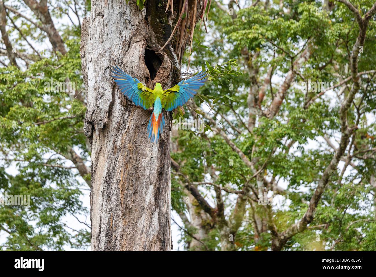 L'ara di Buffon, l'ara militare grande, l'ara verde grande, l'ara verde (Ara ambiguus, Ara ambigua), che si avvicina al nido in un tronco d'albero, Costa Rica, Alajue Foto Stock