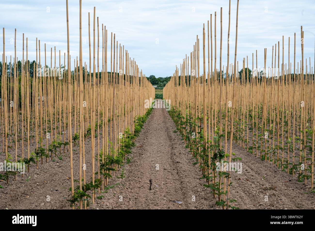 Campo di luppolo giovane nel villaggio di Wetteren, Fiandre Orientali, Belgio 5 luglio 2025 Foto Stock
