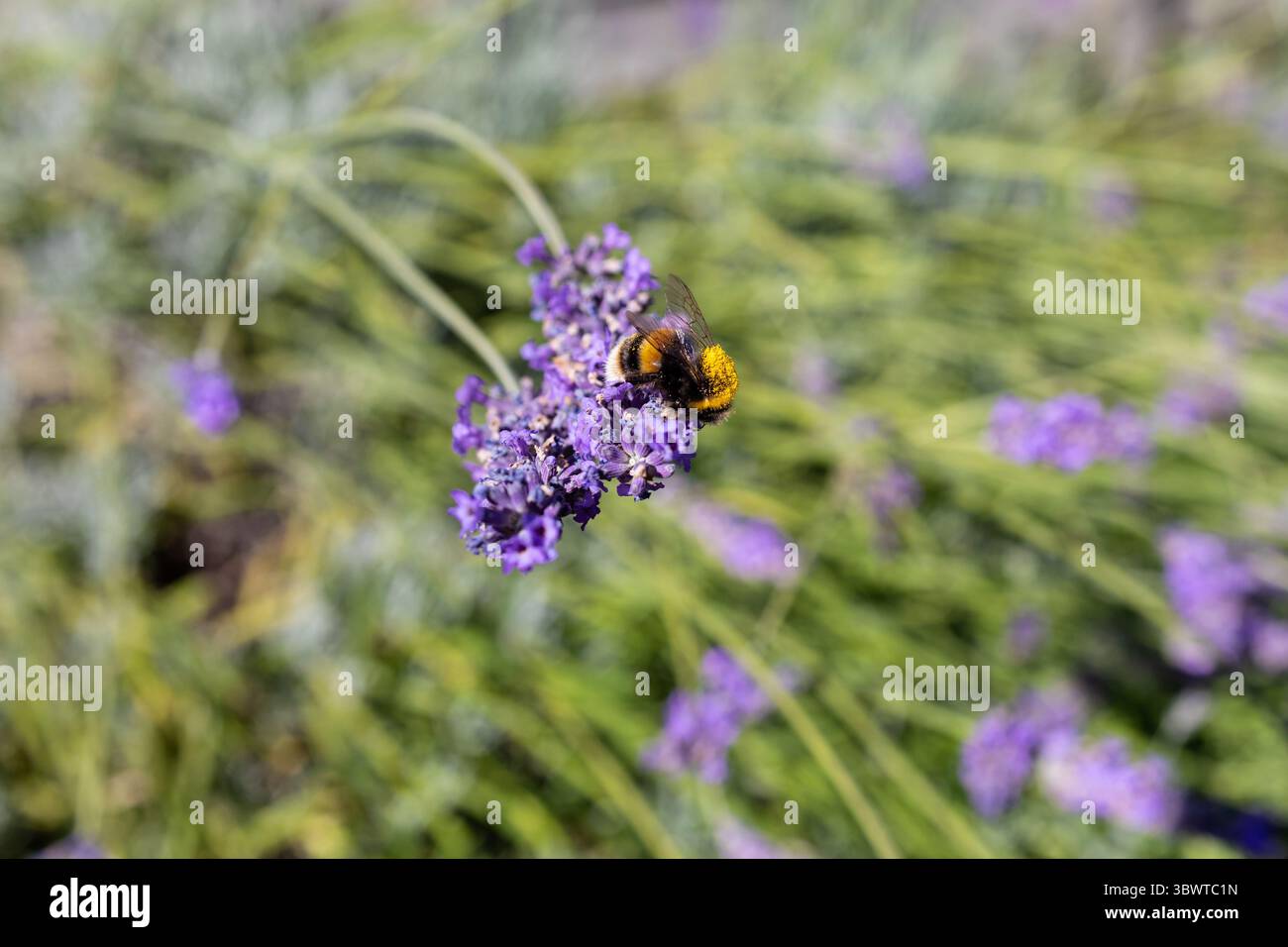Un bumblebee ricoperto di polline, su fiori di lavanda Foto Stock