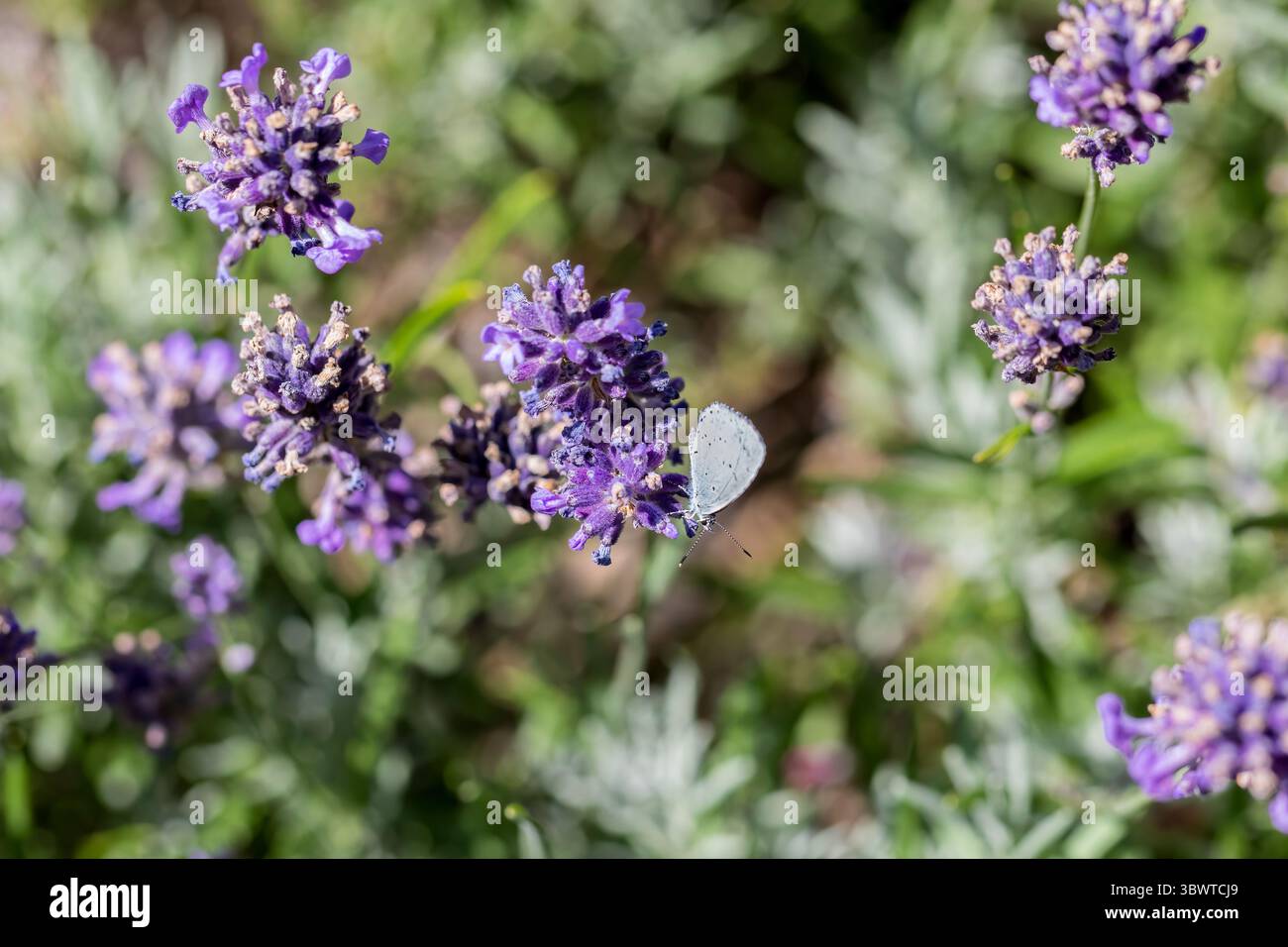 Una piccola farfalla blu, Cupido minimus, che si nutre di fiori di lavanda in un giardino del Dorset Foto Stock