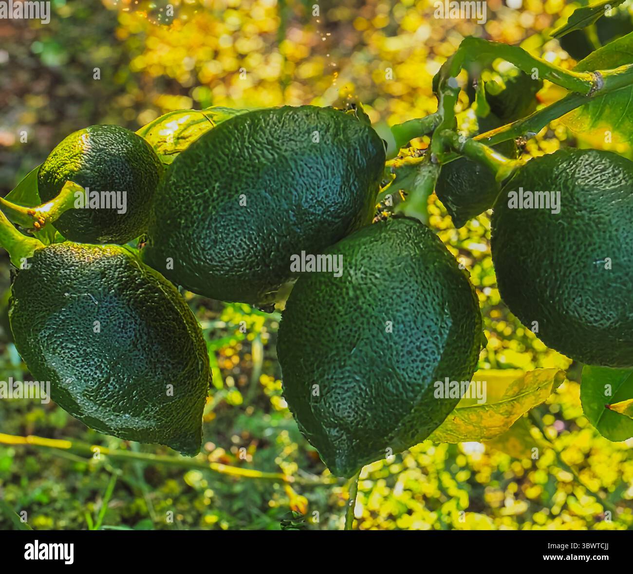 Limes verdi (AGRUMI AURANTIIFOLIA) che crescono su un ramo d'albero alla luce del sole – fotografato il 15 giugno 2025 Foto Stock