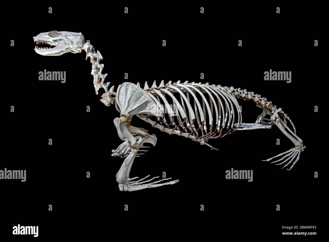 Lo scheletro del leone marino Steller (Eumetopias jubatus) isolato su sfondo nero Foto Stock