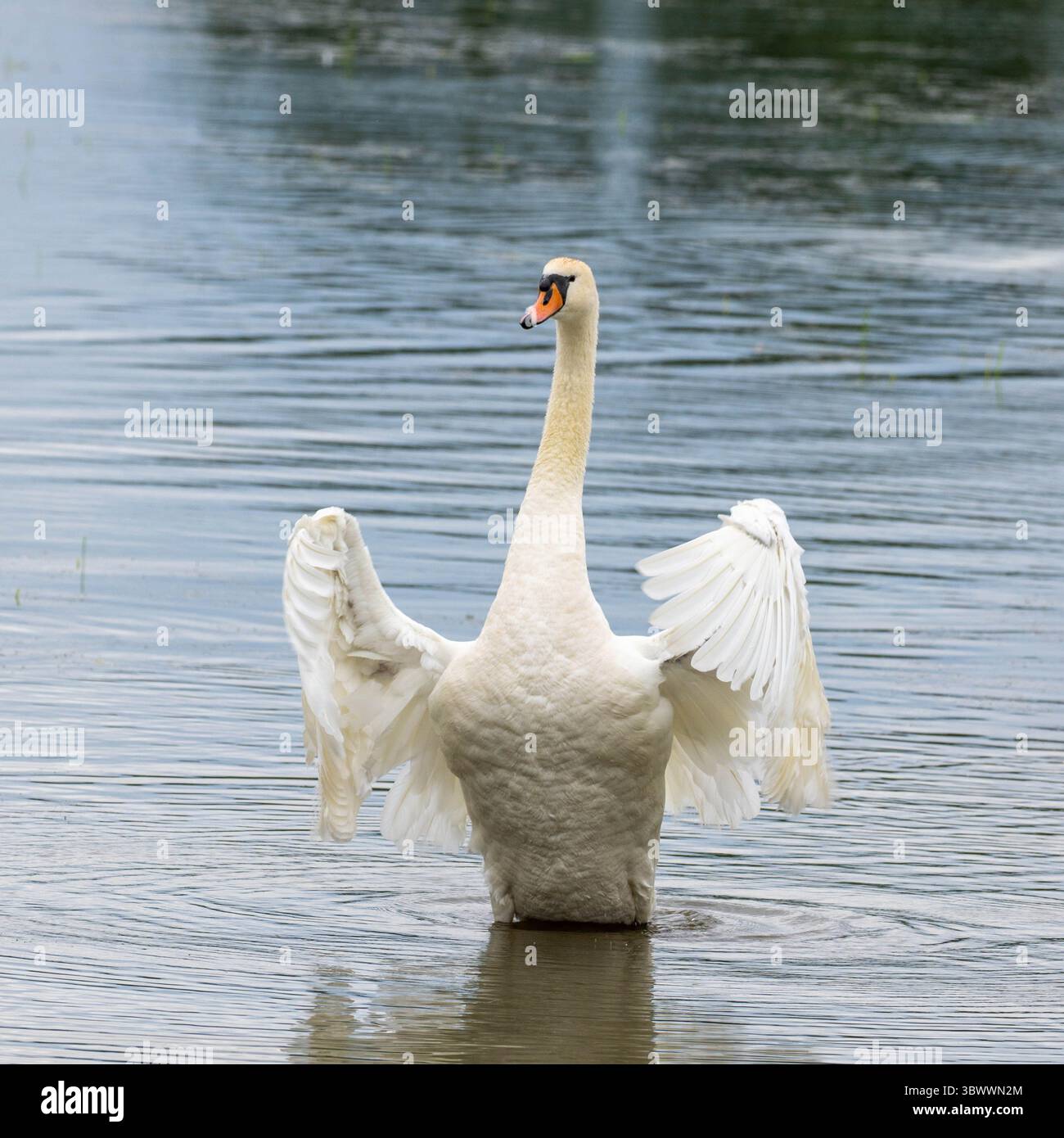 muta ha sbattuto le ali su un lago Foto Stock