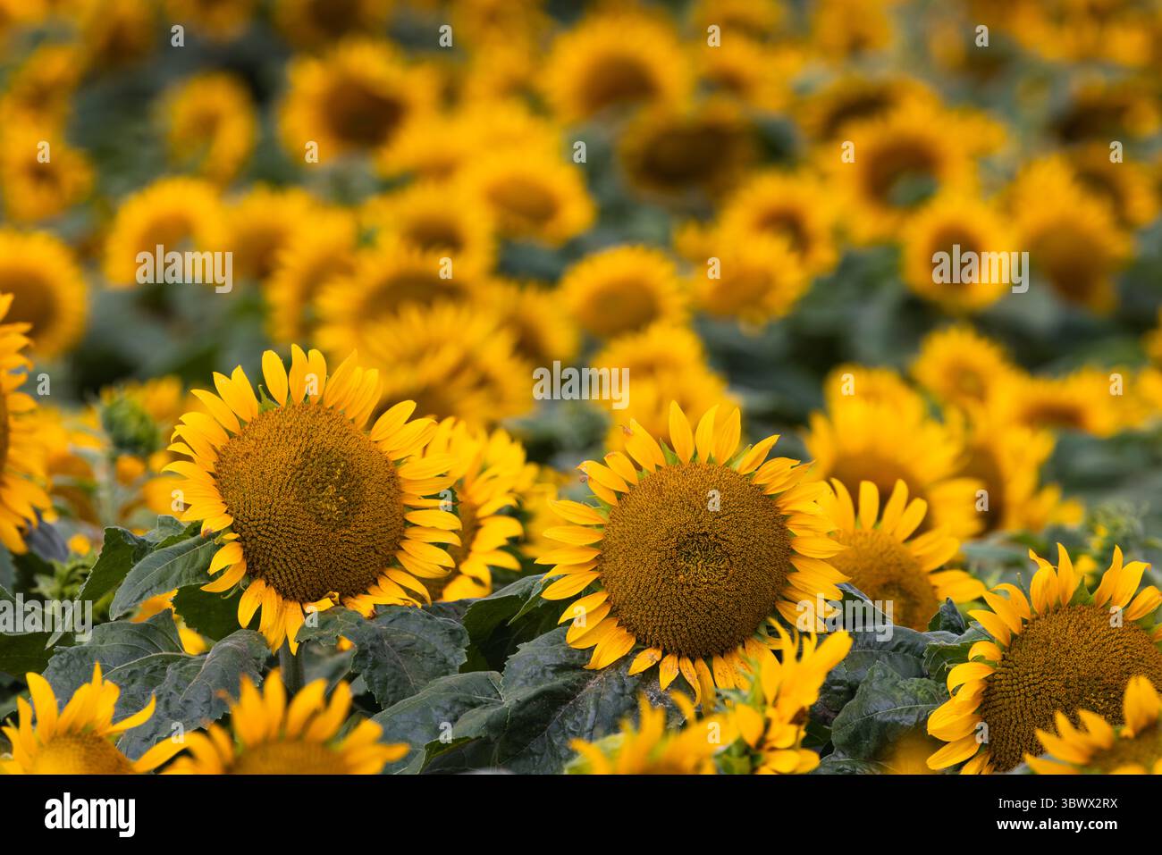 Un campo di girasole in fiore con fiori gialli luminosi e foglie verdi. Un primo piano dei fiori. Perfetto per progetti estivi legati alla natura, all'agricoltura Foto Stock