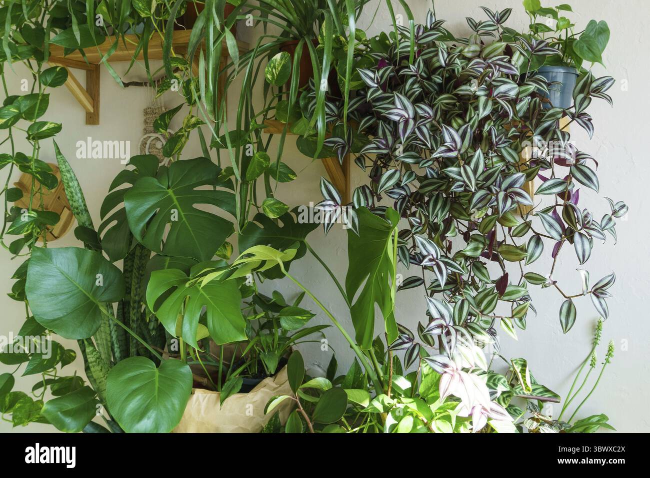 Varie piante interne nel soggiorno con decorazioni sul tavolo elegante composizione di interni industriali verdi per il giardino della casa. Interni urbani nella giungla Foto Stock
