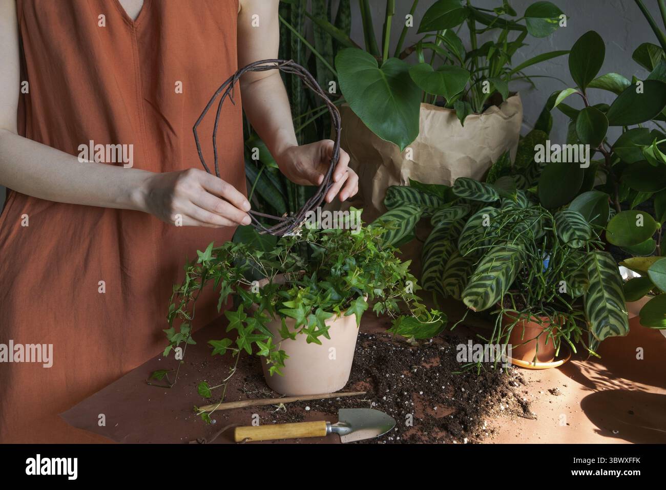 Cura primaverile della sala di lavoro, rinuncia alle piante domestiche. Svegliarsi piante interne per la primavera. Una donna trasforma una pianta in una nuova pentola a casa. Giardiniere trans Foto Stock