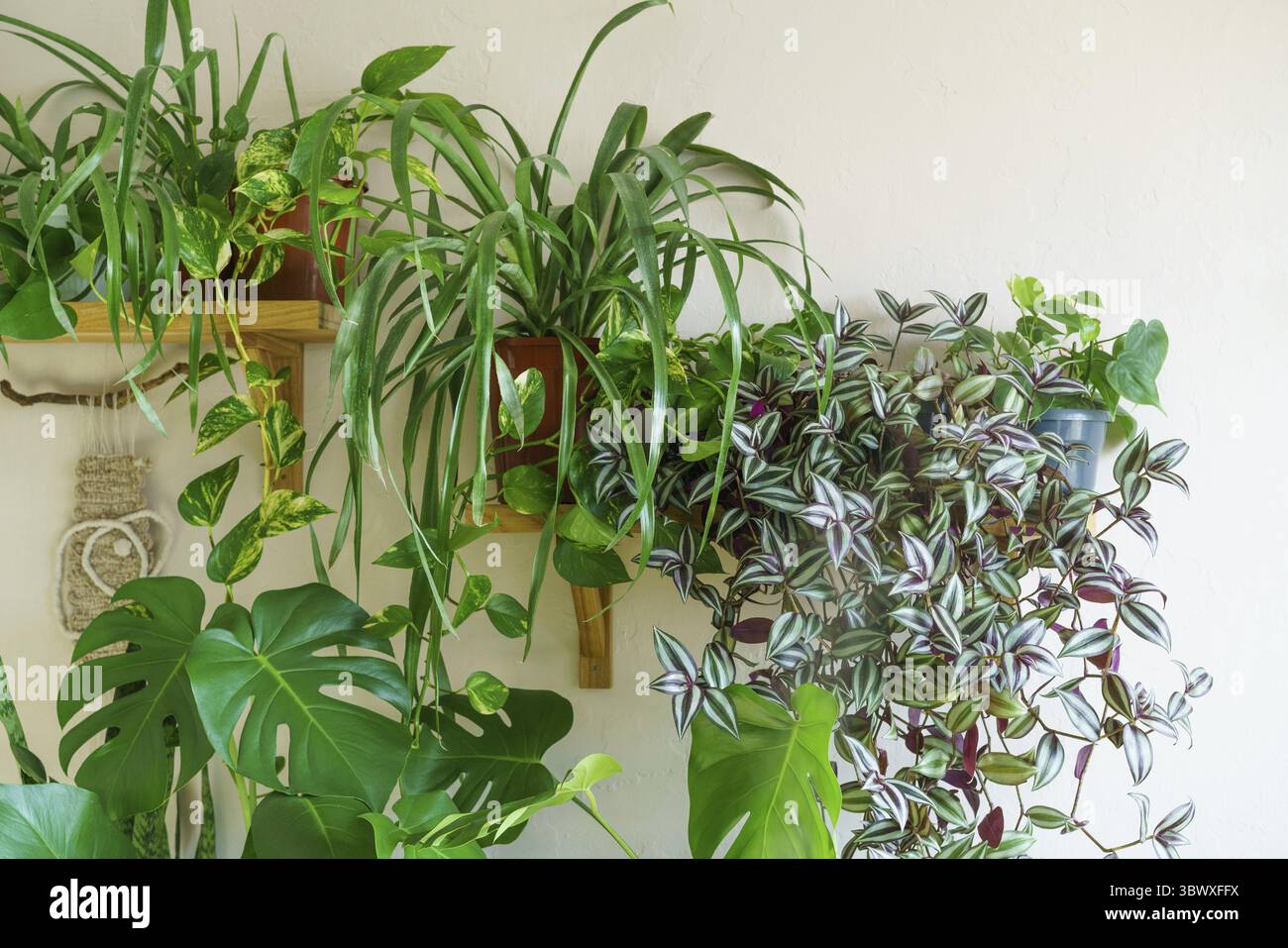 Varie piante interne nel soggiorno con decorazioni sul tavolo elegante composizione di interni industriali verdi per il giardino della casa. Interni urbani nella giungla Foto Stock