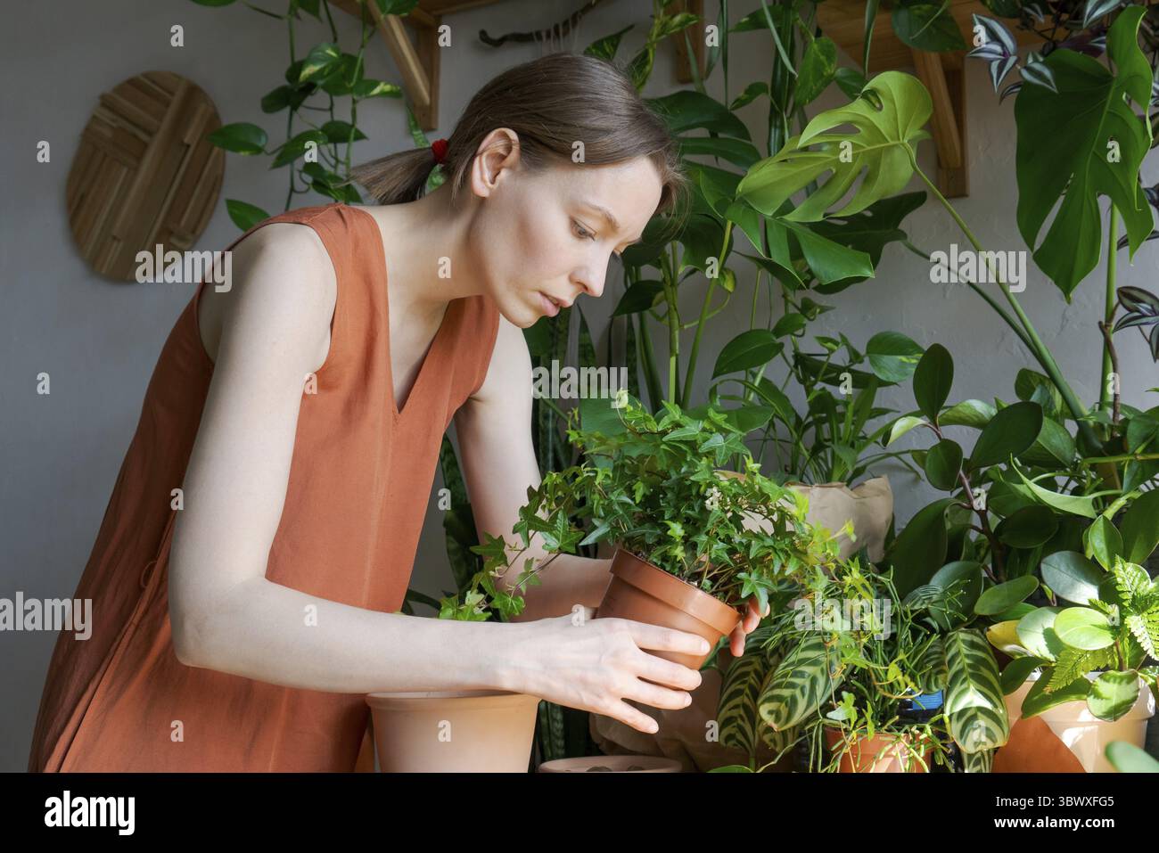 Cura primaverile della sala di lavoro, rinuncia alle piante domestiche. Svegliarsi piante interne per la primavera. Una donna trasforma una pianta in una nuova pentola a casa. Giardiniere trans Foto Stock