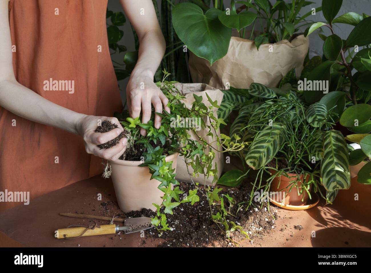 Cura primaverile della sala di lavoro, rinuncia alle piante domestiche. Svegliarsi piante interne per la primavera. Una donna trasforma una pianta in una nuova pentola a casa. Giardiniere trans Foto Stock