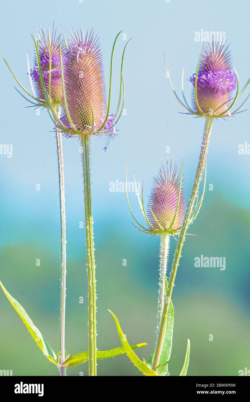 Primo piano di piante di cardo con sfondo morbido Foto Stock