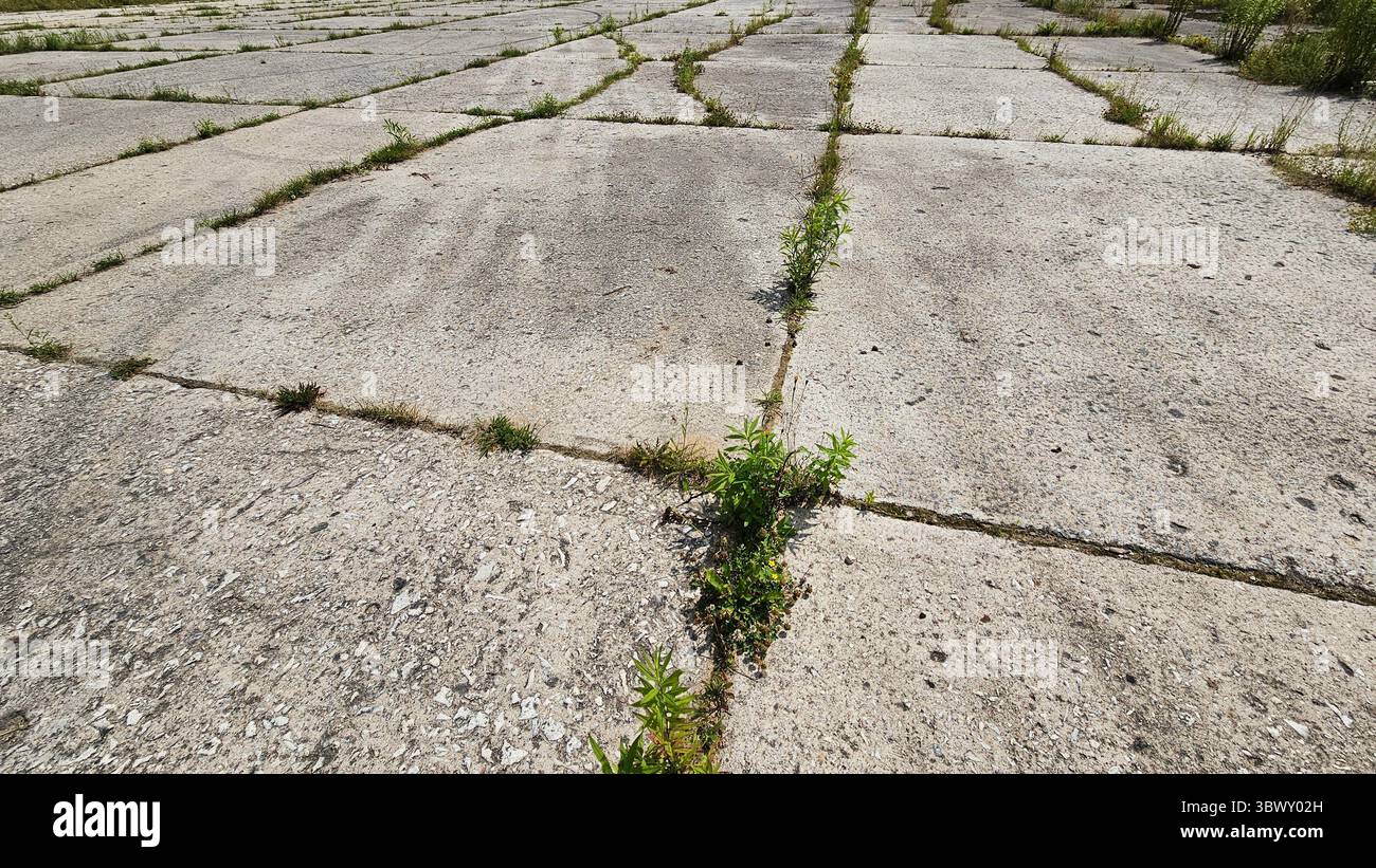 Pavimentazione in calcestruzzo incrinato con crescita dell'erba Foto Stock