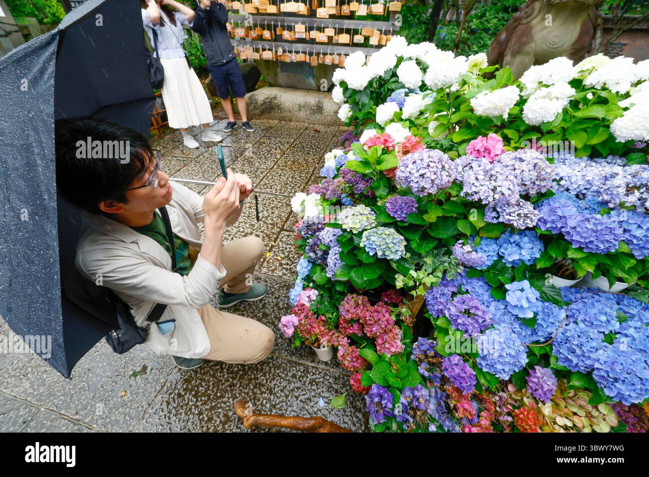 41° BUNKYO HYDRANGEA FESTIVAL TOKYO Foto Stock