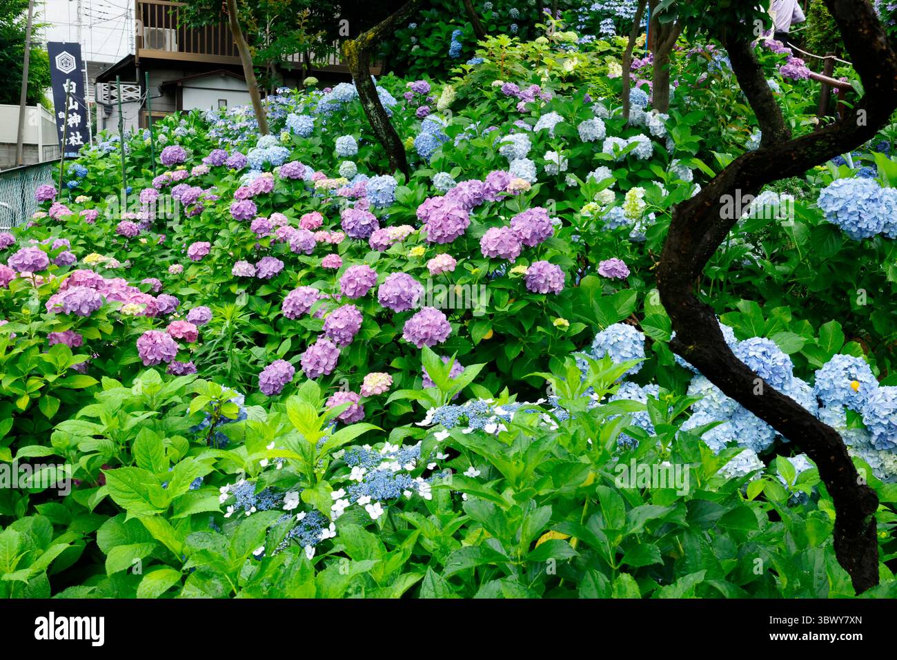 41° BUNKYO HYDRANGEA FESTIVAL TOKYO Foto Stock