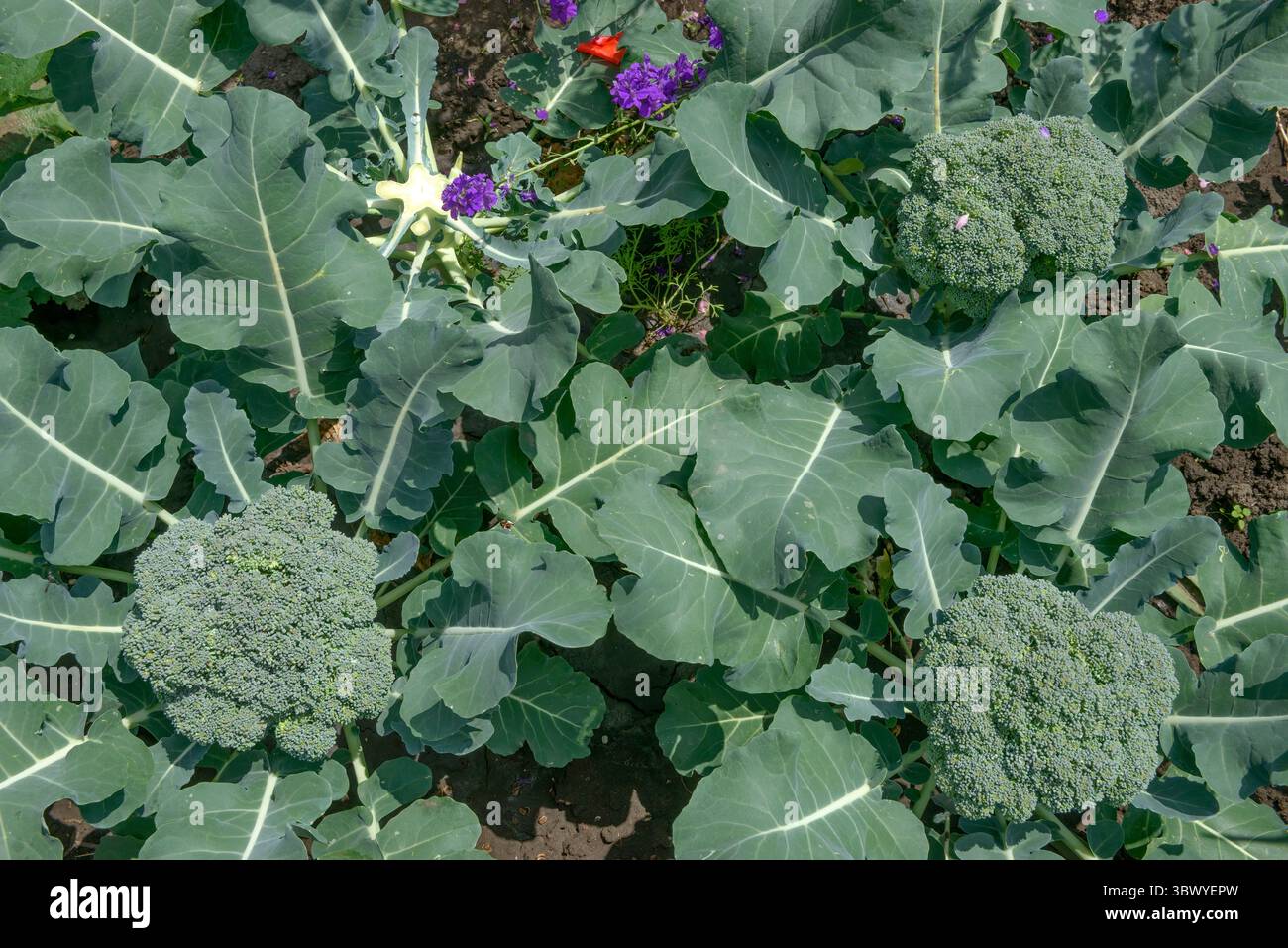 Primo piano teste fiorite di broccoli che crescono su un letto vegetale alla luce del sole. Foto Stock