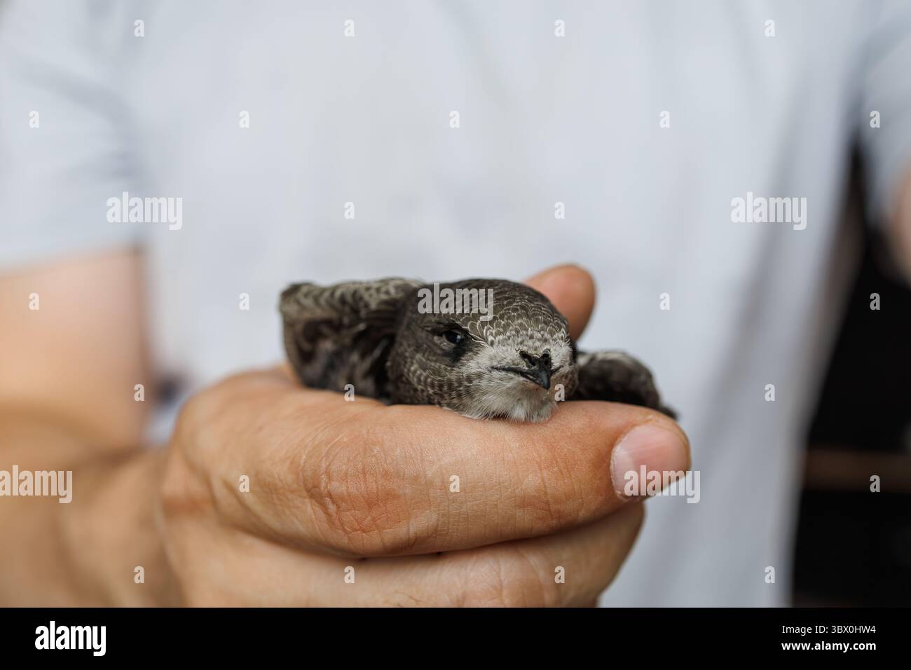 Uno sguardo da vicino a un uomo che tiene in mano un uccello rapido che mostra dolcemente gentilezza e protezione della fauna selvatica Foto Stock
