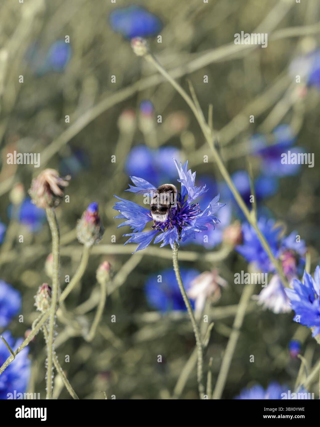 Un primo piano di un bumblebee peloso che raccoglie nettare da un fiorellino blu vibrante in un campo, mettendo in risalto gli indaffarati impollinatori della natura. Foto Stock