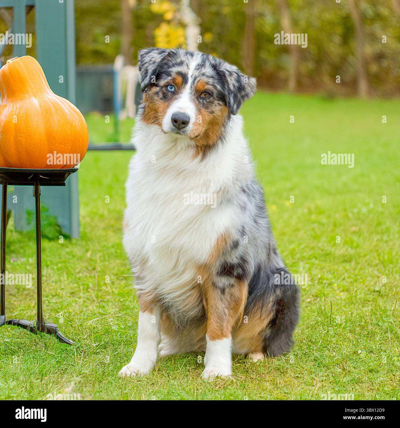 com - Targa con cane Australian-Shepherd-Bleu 30 x 15 cm