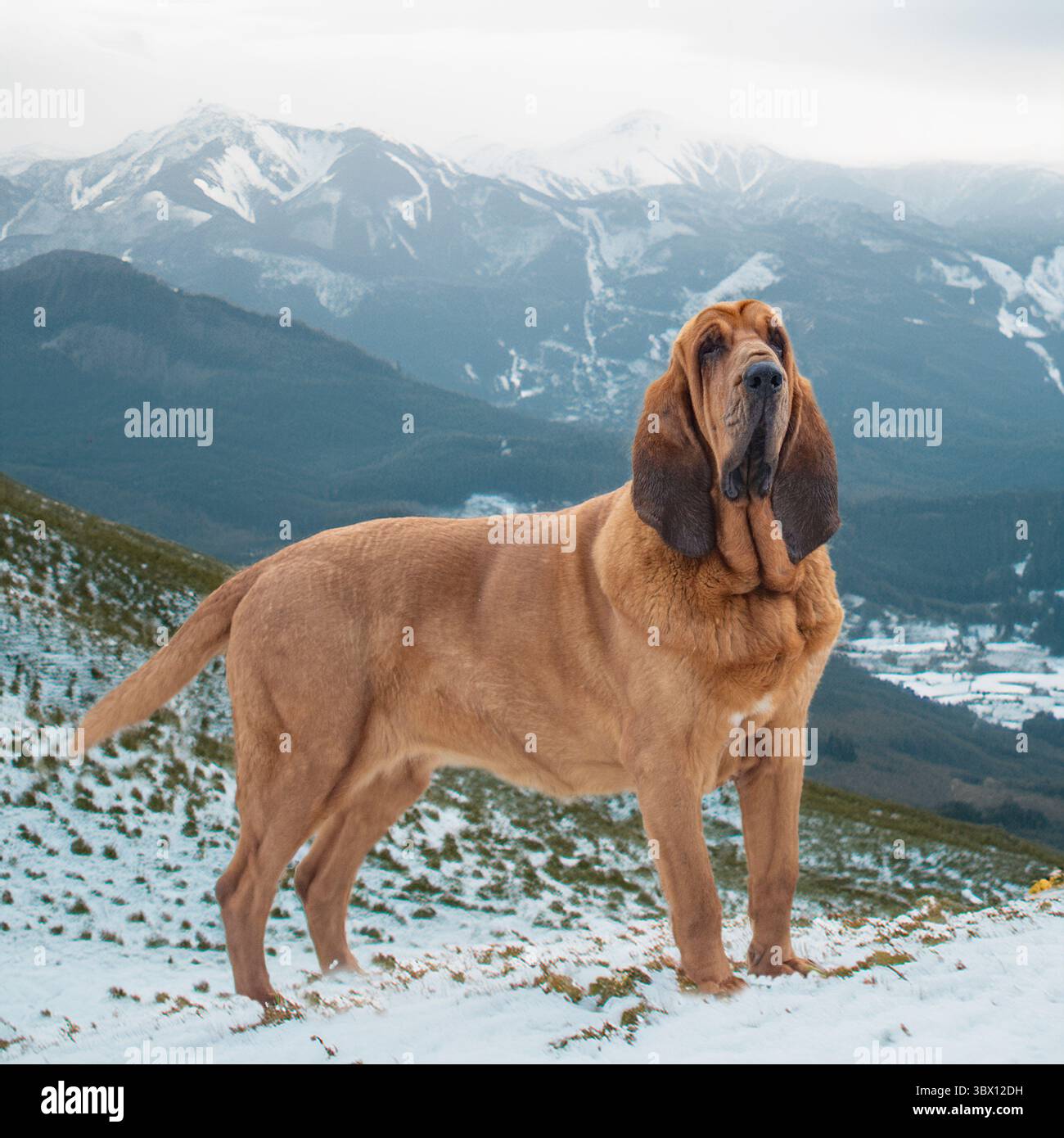 bloodhound in piedi in moutains innevati Foto Stock