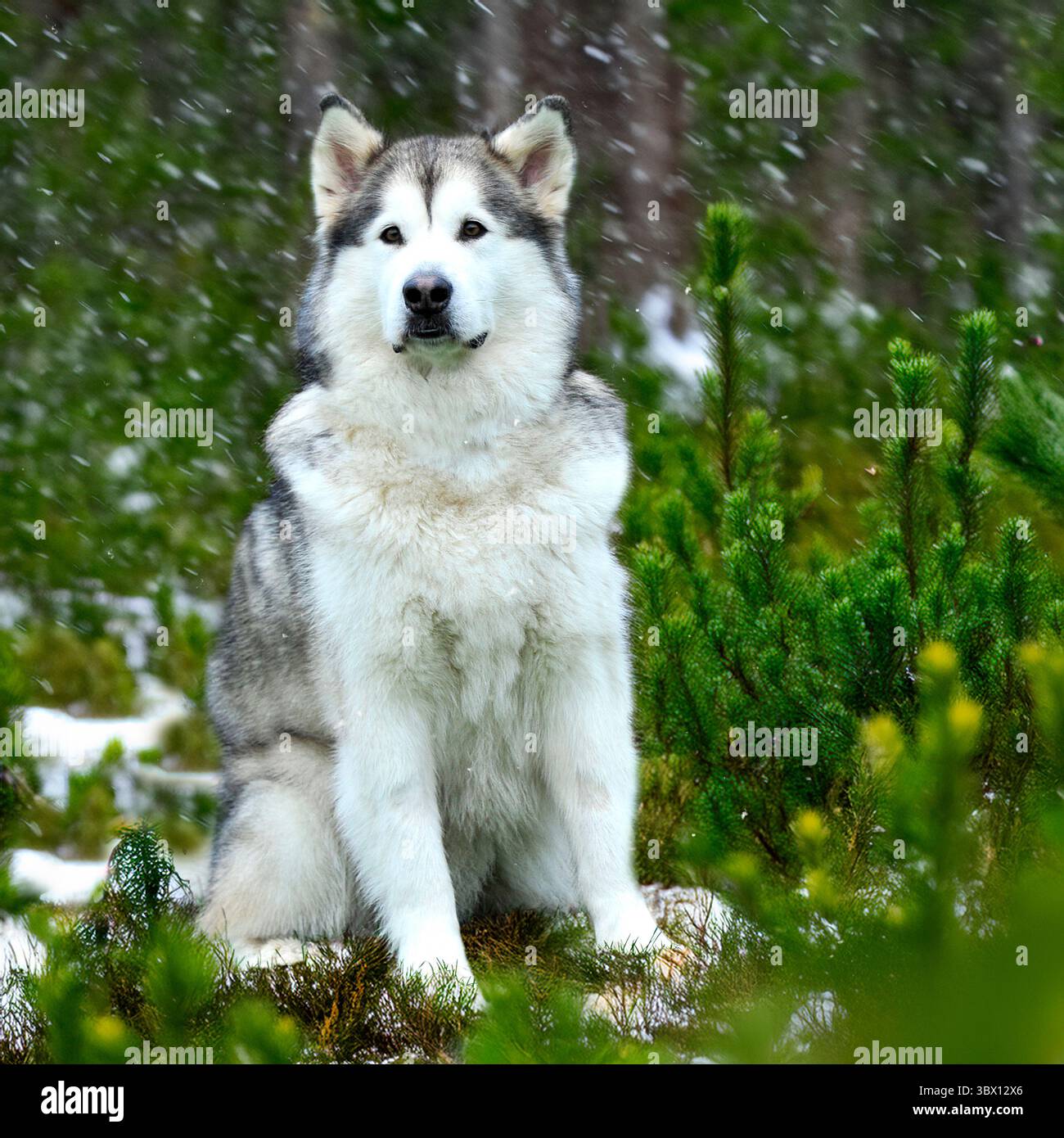 cane malamuto dell'alaska nelle foreste innevate Foto Stock