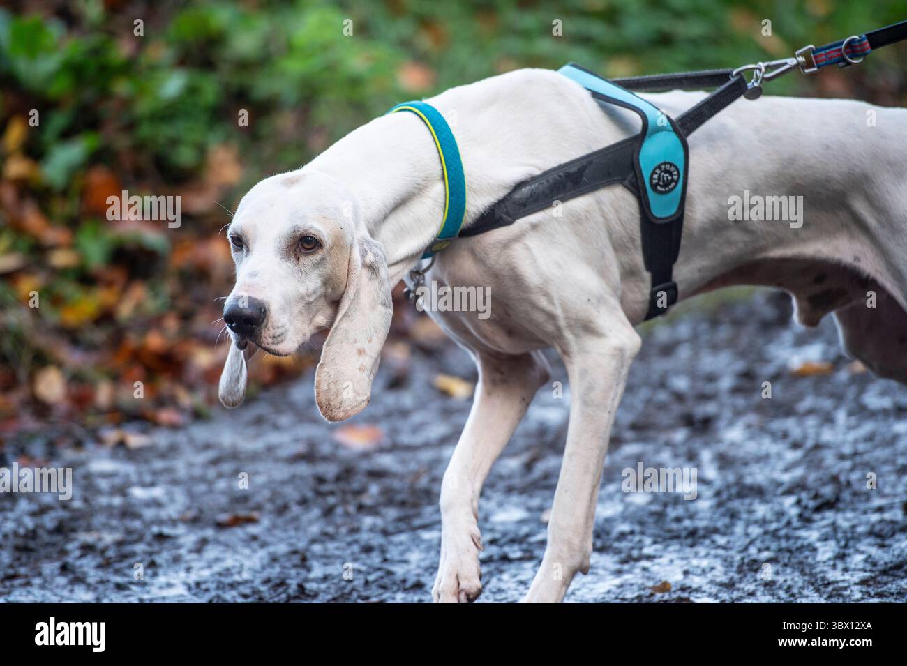 Levriero Porcelaine che tira un cablaggio di tracciamento Foto Stock