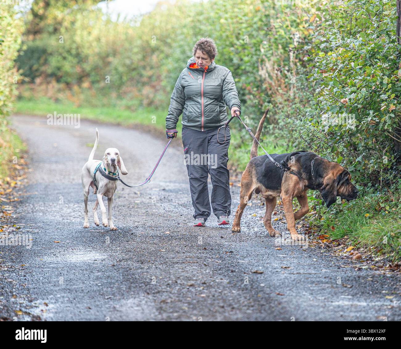 proprietaria di un cane con un cane da porcellana e un cane da sangue Foto Stock