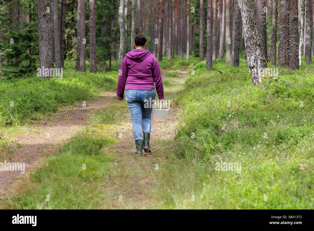 Una persona cammina lungo un sentiero sterrato in una fitta pineta, trasportando un cesto, apparentemente foraggiando frutti di bosco o funghi. Foto Stock