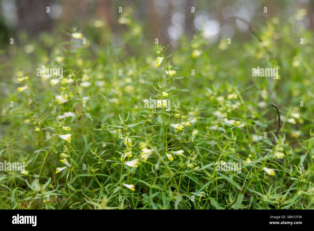 Una vista ravvicinata di vivaci piante selvatiche verdi con piccoli fiori di giallo pallido che coprono il pavimento della foresta in una pineta. Foto Stock